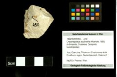 Foto (Objekt + Etiketten) von Cracensigillatus acutirostris (Moericke, 1889) 